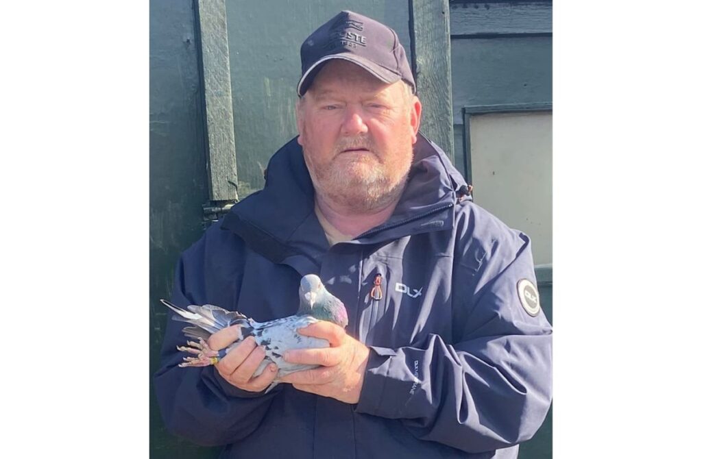 Pigeon Racing Season Begins with Fast-Paced Opening Weekend