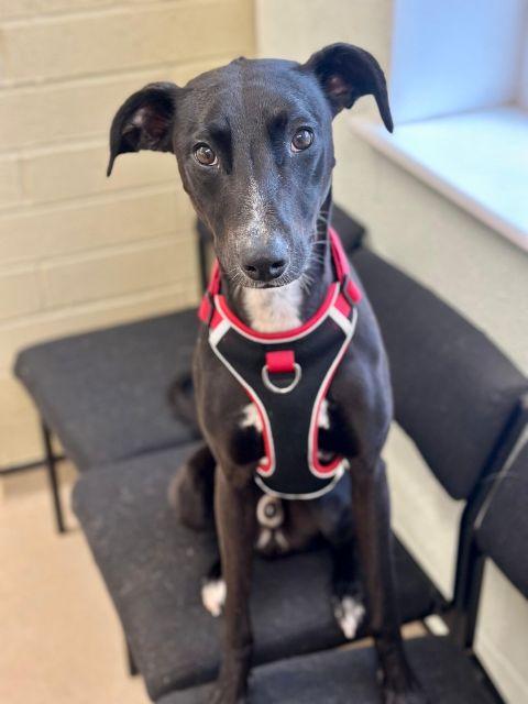 Playful Yet Anxious Dog Seeks Loving Forever Home For Fresh New Beginning