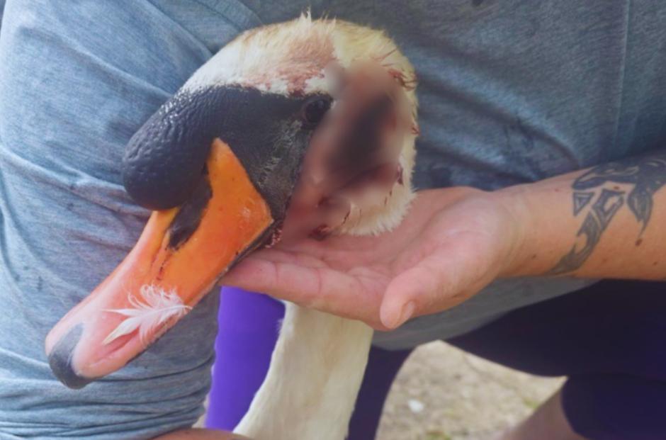 Police Launch Investigation After Swan Is Shot Dead in Shocking Barrow Wildlife Attack