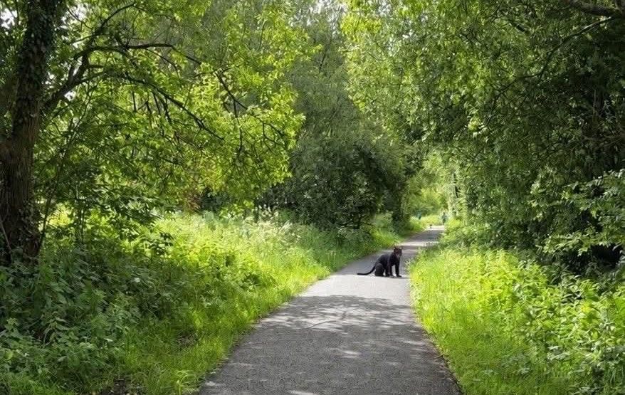 Police Say No Evidence of ‘Cat Man’ Sightings in West Cumbria Amid Viral Social Media Claims