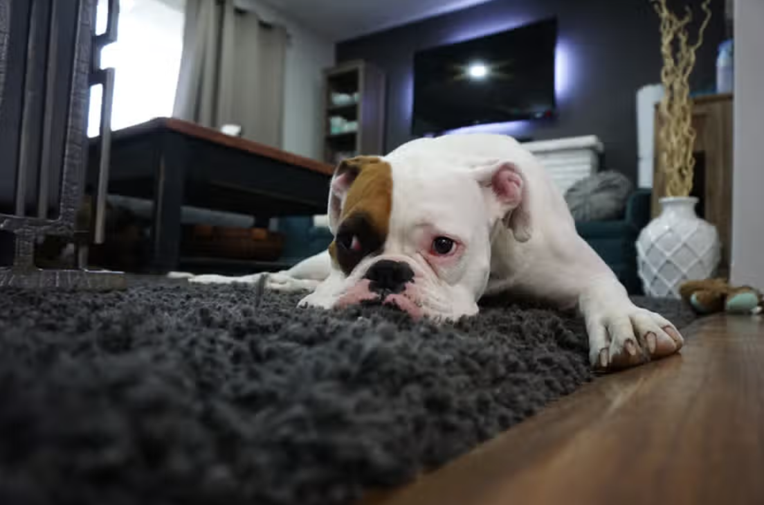 Proposal To Ban Common Pet Flea Treatment Sparks Concern Among Owners.