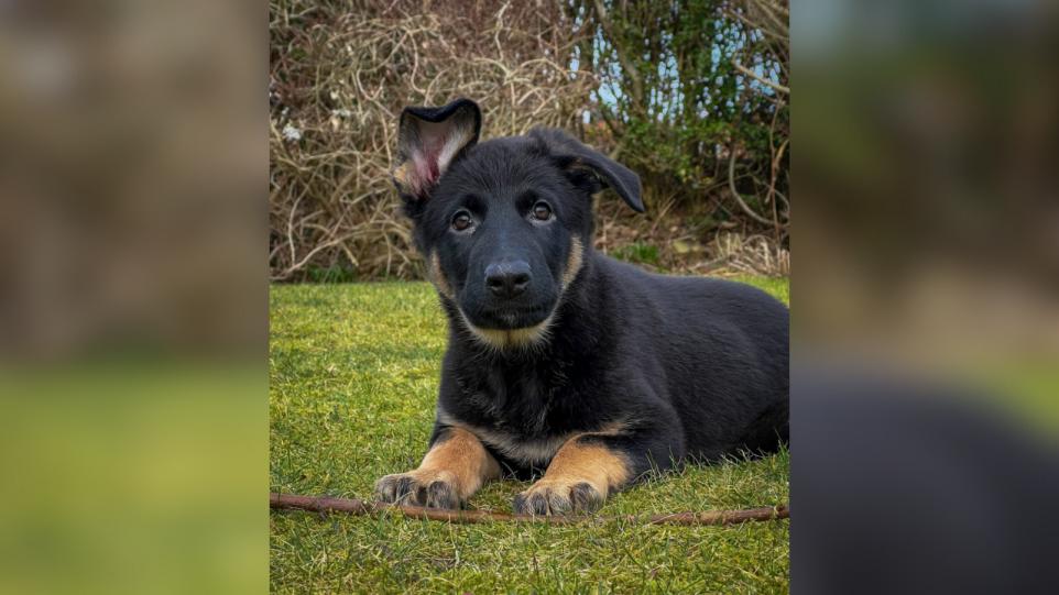 Puppy Power Joins the Force as Cumbria Police Welcome New German Shepherd Recruits