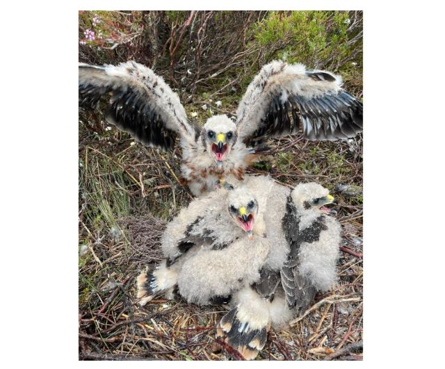 Record Number Of Hen Harrier Chicks Fledge At Cumbrian Nature Reserve