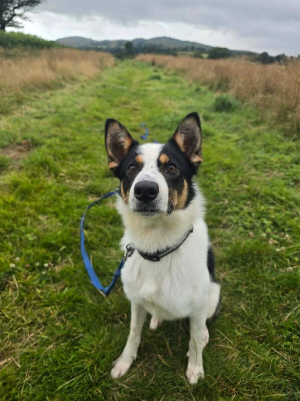 Rescued Collie Seeks Forever Home After Recovering From Life As Injured Stray.