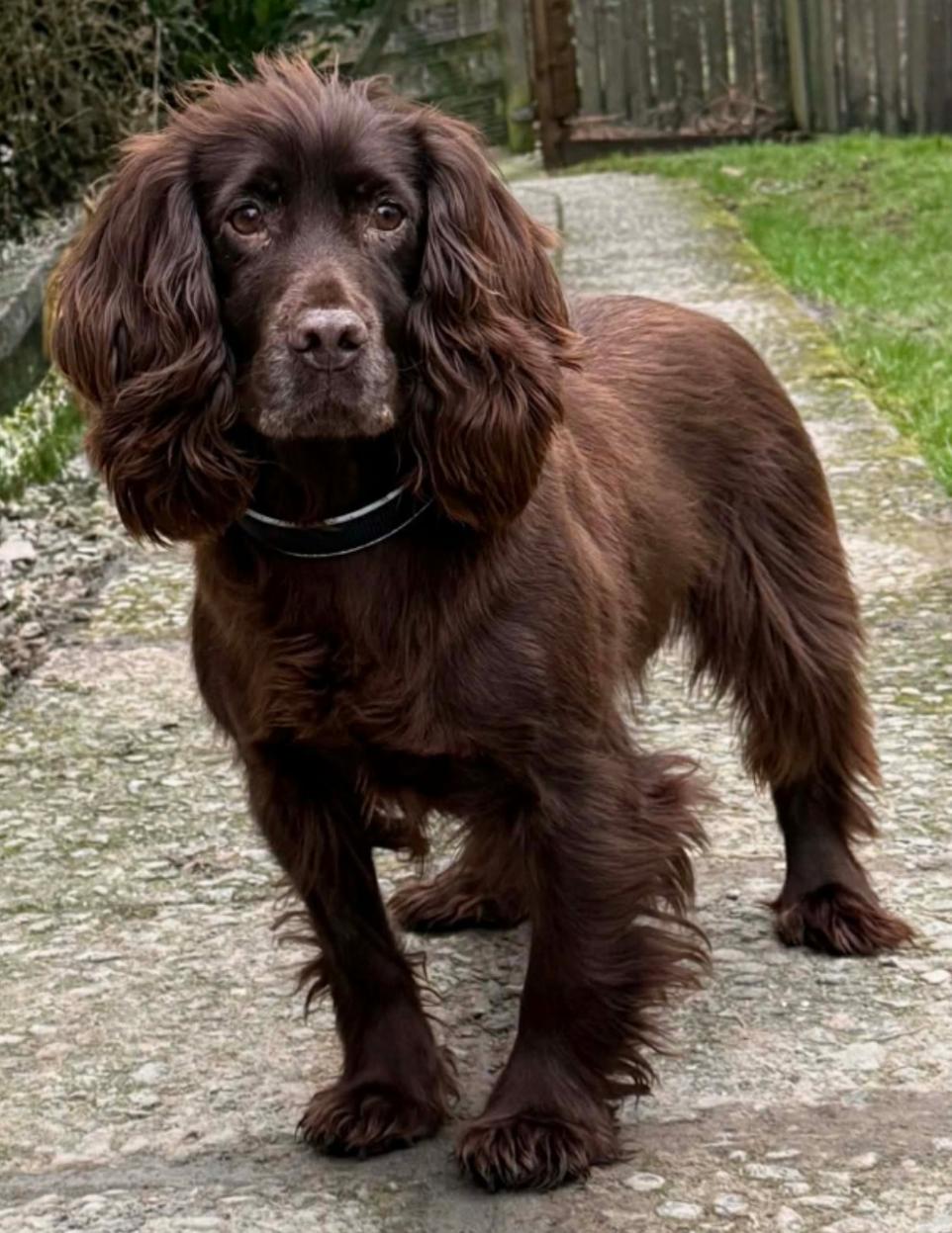 Retired Working Cocker Spaniel Needs Loving New Home