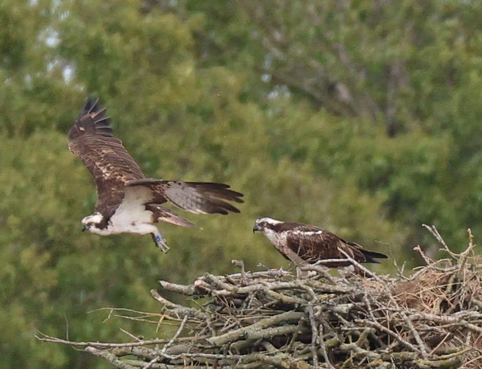 RSPB Celebrates First Osprey Chicks Born At Cumbria Nature Reserve.