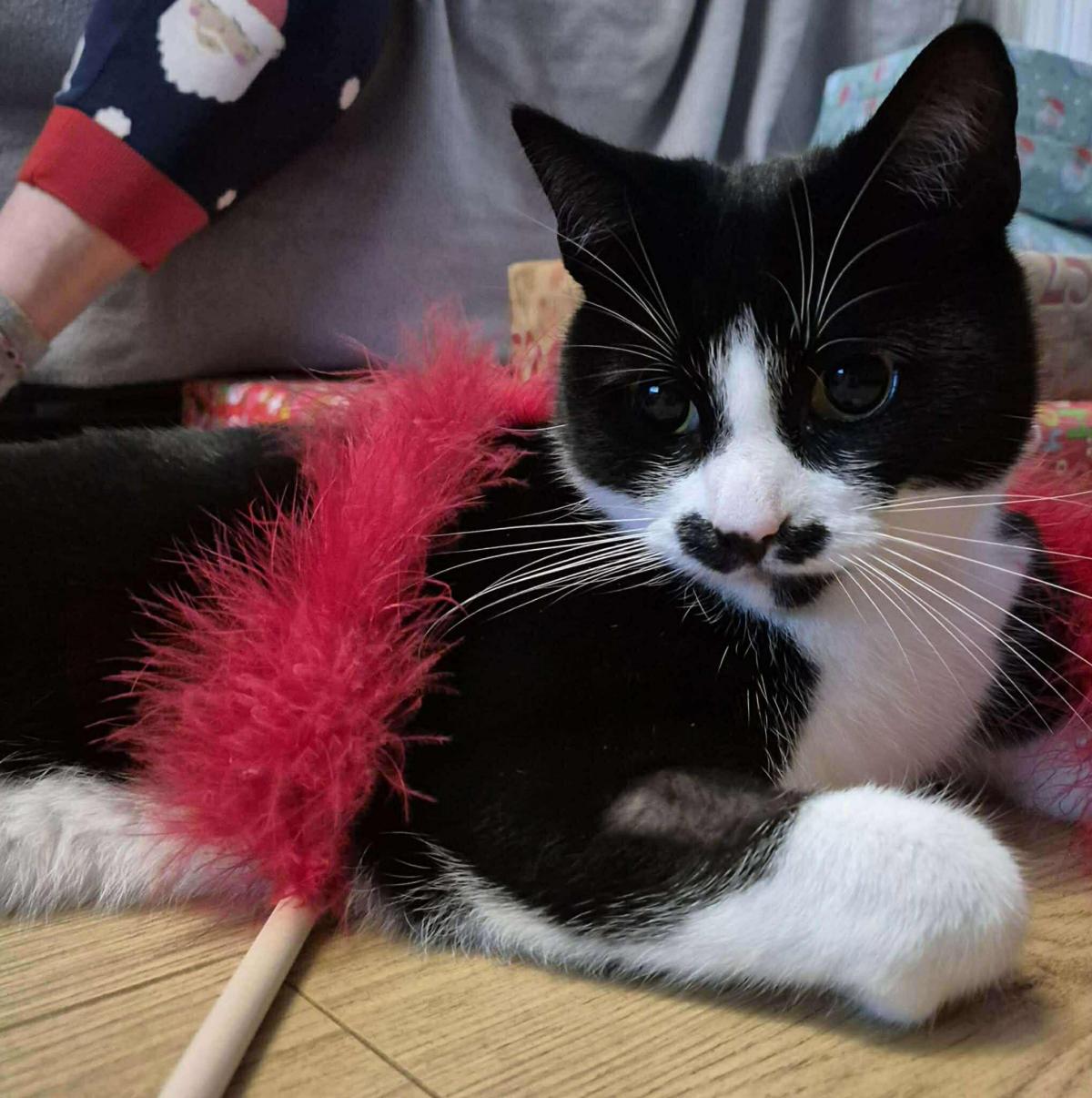 RSPCA Furness and Barrow Offers Neutering Vouchers to Help Pet Owners