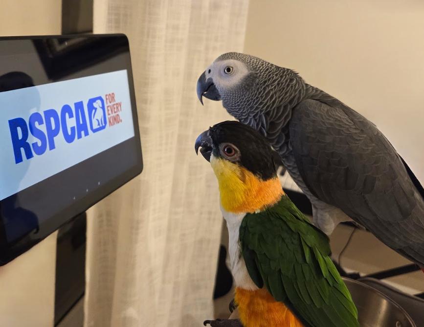 RSPCA Warns Public About Growing Risks Of Artificial Intelligence Animal Content