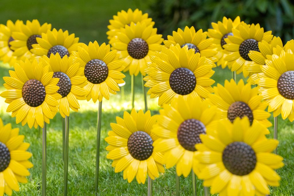 Sea of Sunflowers to Brighten West Cumbria Again Free Entry for All at Historic Cockermouth Castle