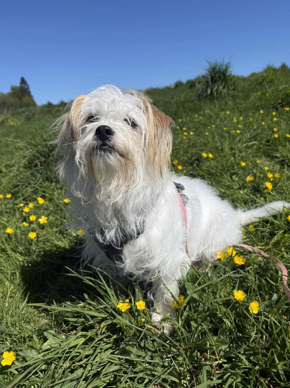 Senior Rescue Dog Searching for a Loving Forever Home in Cumbria