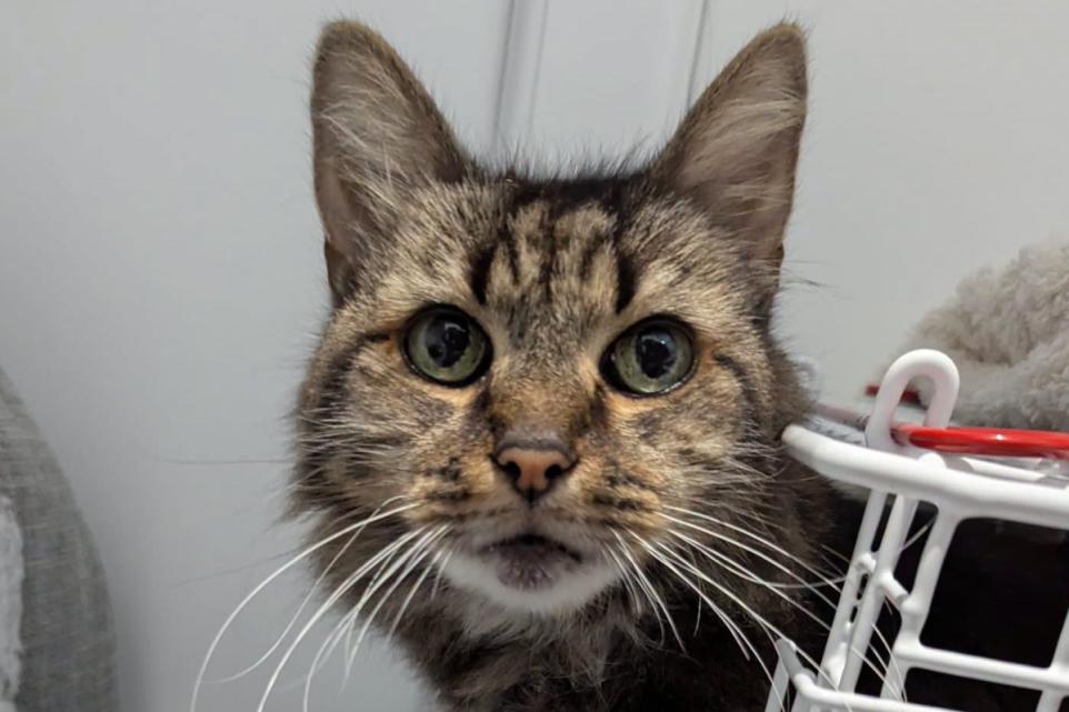 Shy 14-Year-Old Cat Looking For Loving Home To Enjoy Her Golden Years.