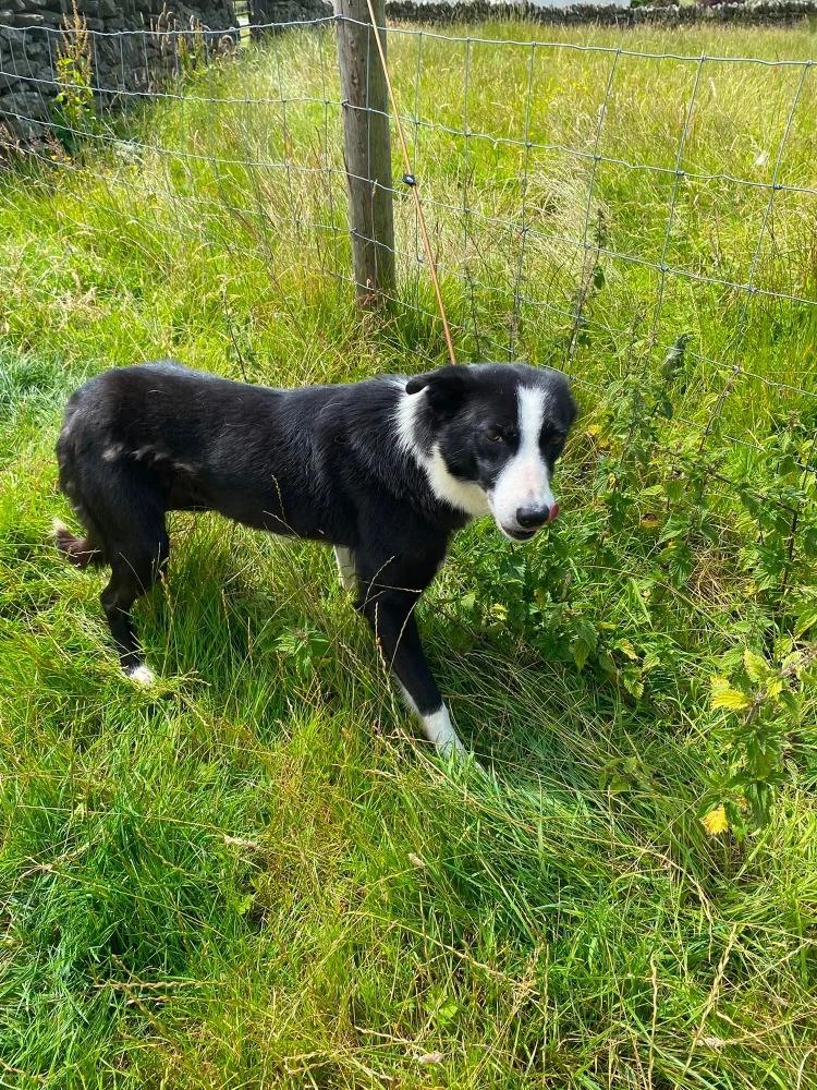 Shy Ex Sheepdog Lola Searches For A Second Chance In Cumbria.
