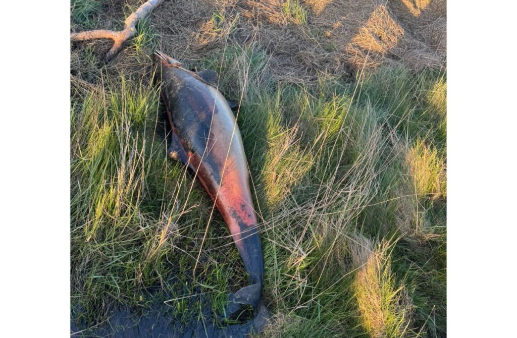 South Cumbrian Coastguard Team Called Out After Porpoise Body Found