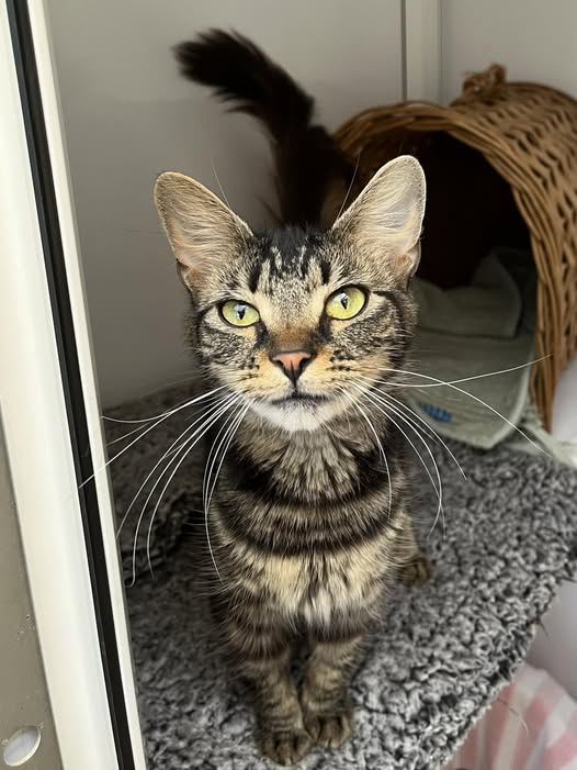 Sunflower Ready for a Forever Home After Raising Her Kittens
