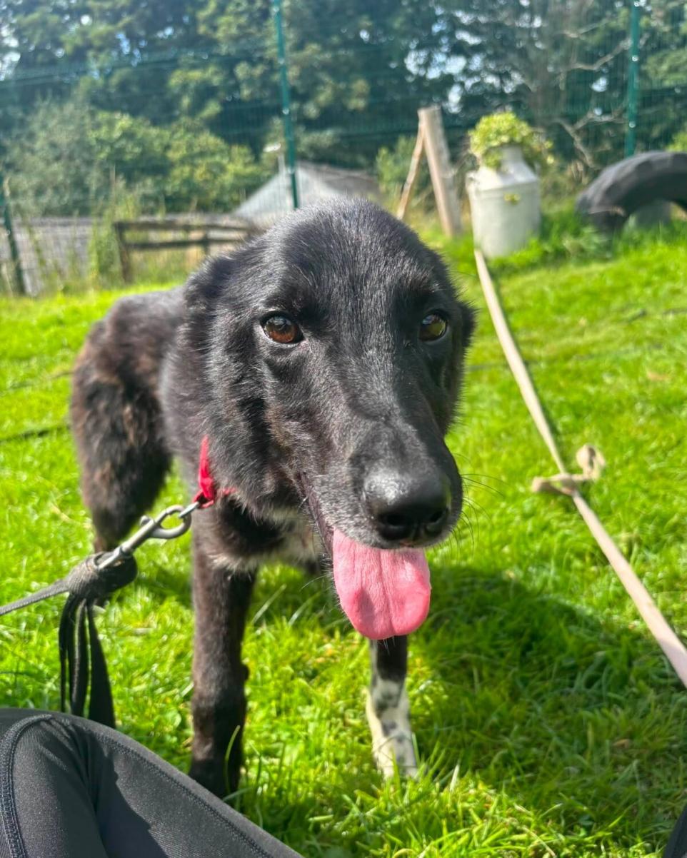 Sweet Farm Dog Ted Needs A Family To Show The World Is Not Scary.