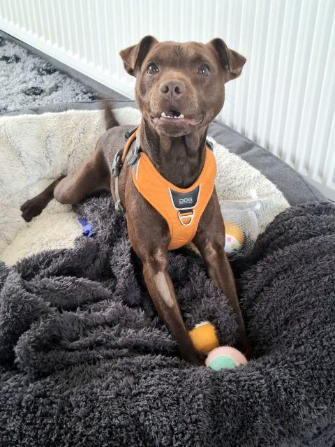 Tennis Ball Loving Terrier Wilson Ready For New Home After Heartwarming Rescue Story