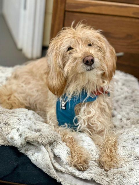 Three-Legged Labradoodle Seeks Loving Home