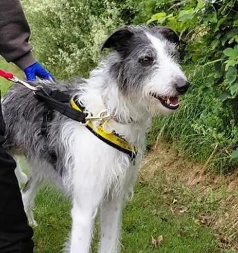 Two Year Old Lurcher Scruff Seeks Loving Forever Home After Rescue