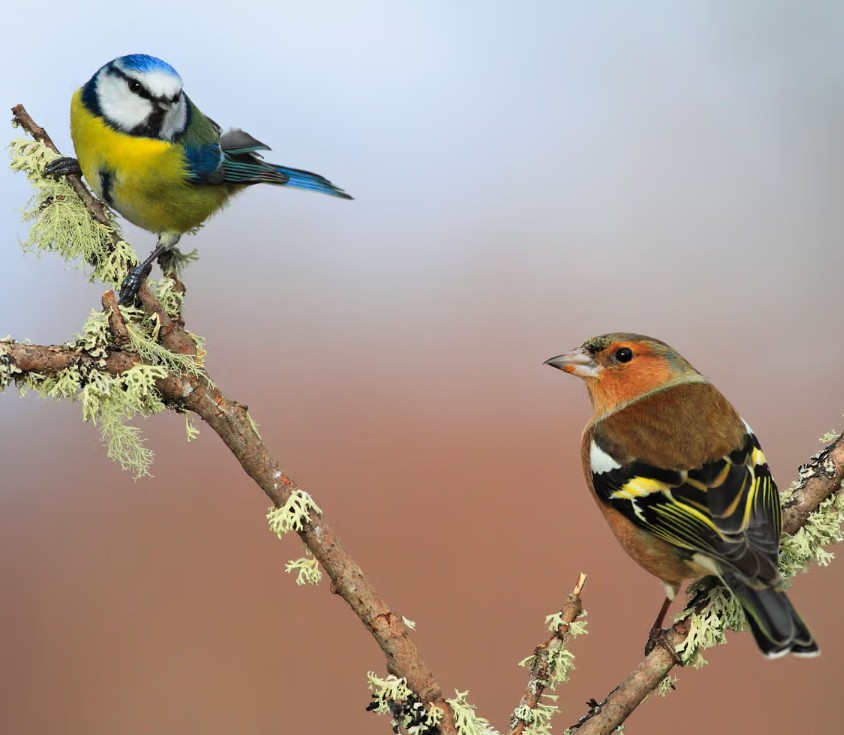 UK’s warmest spring on record led to rise in songbirds breeding, data shows