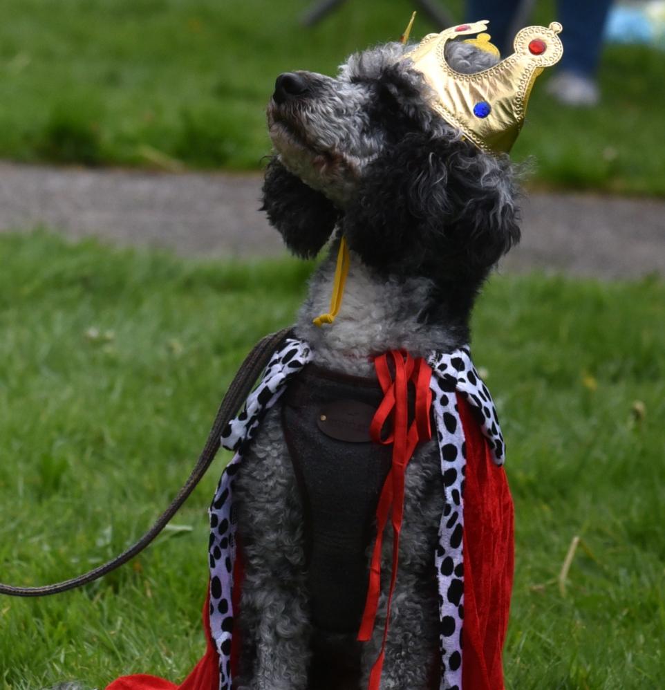 Ulverston Events Featuring Dogs and Classic Cars Win Praise From Visitors