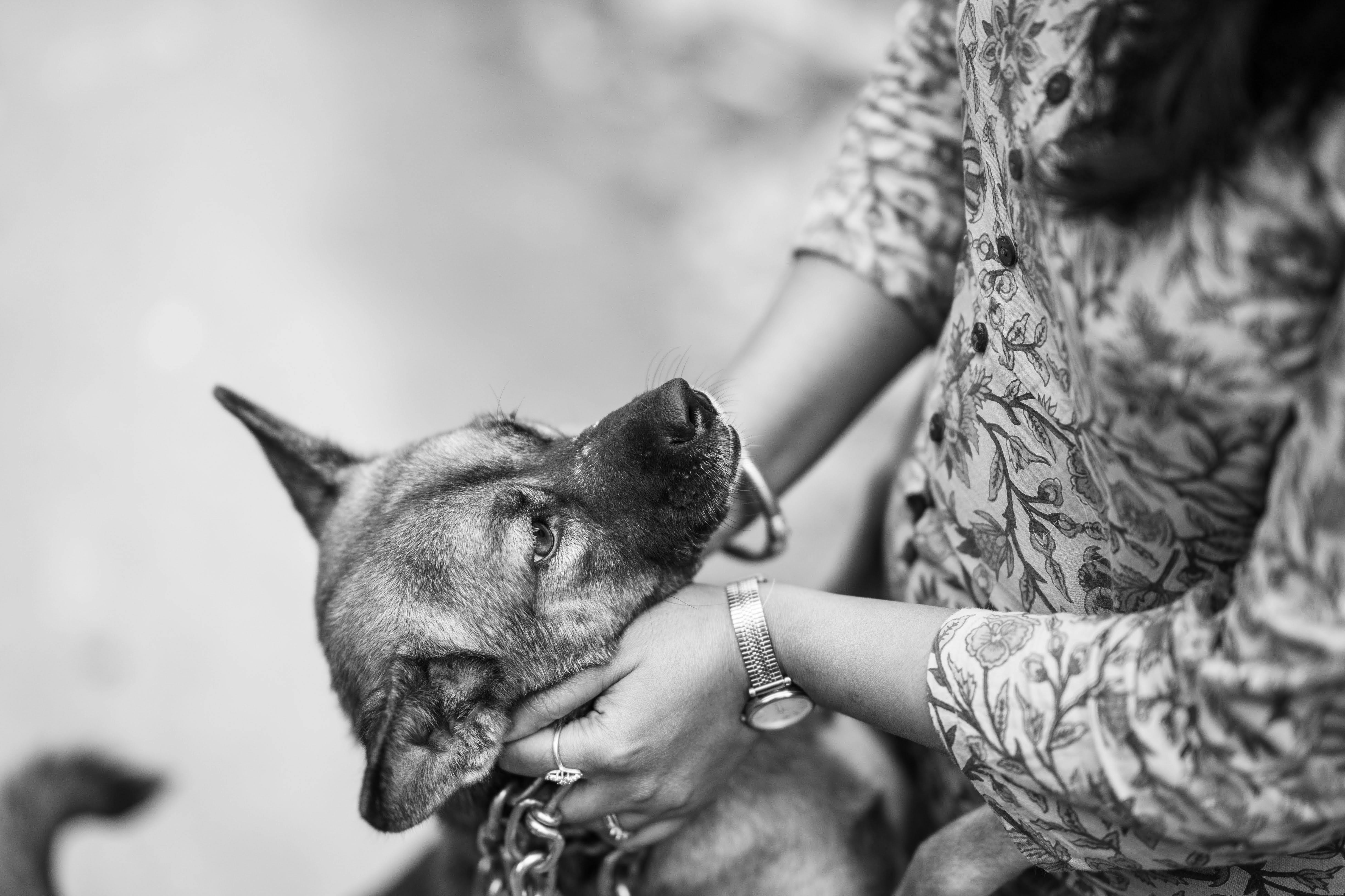 Understanding the Shocking Statistic: 40% of people might save their dog in an emergency instead of a stranger Hypothetical Emergency