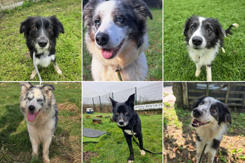 Urgent appeal as six sheepdogs in Cumbria search for new homes