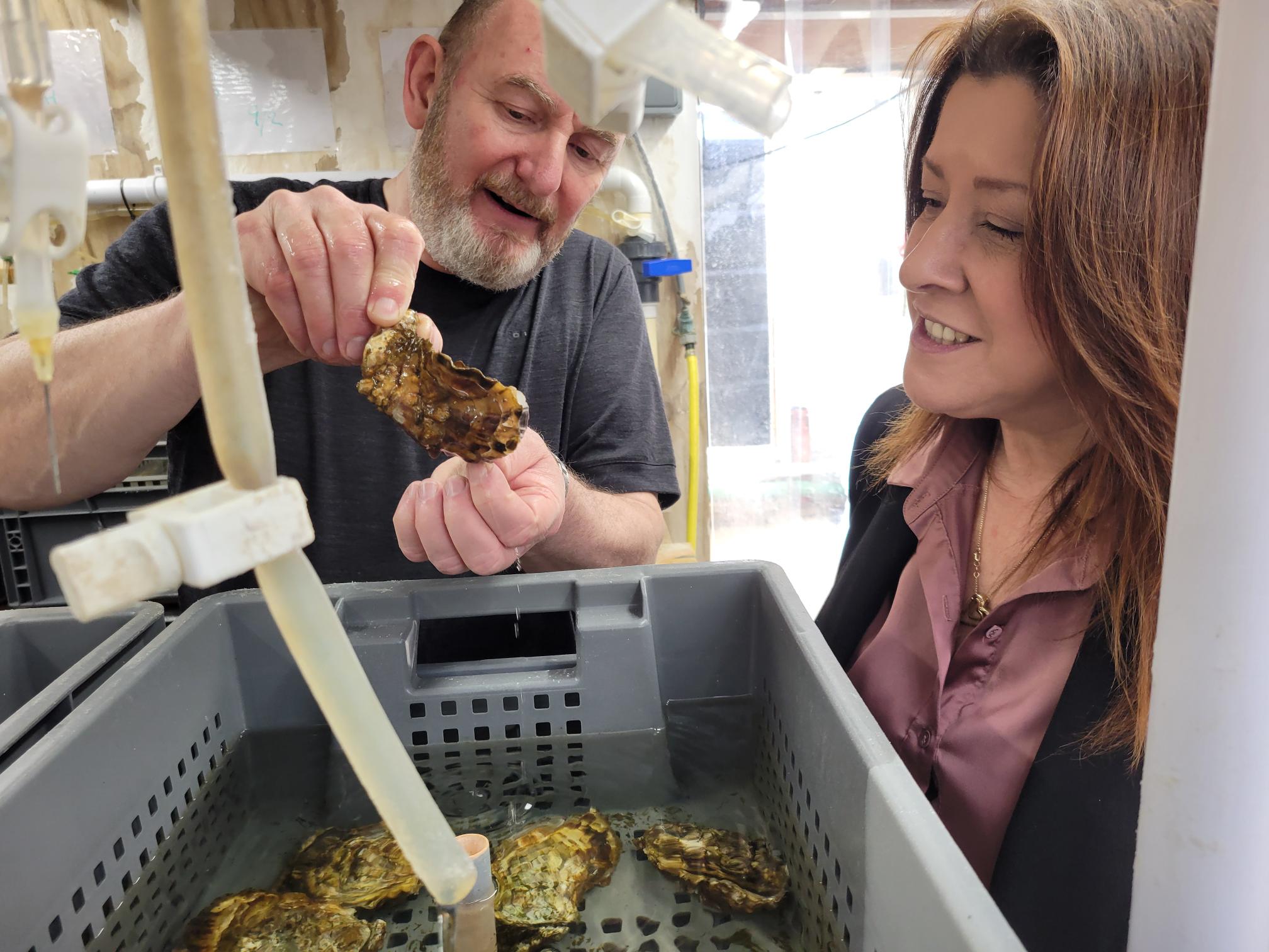 Visit to Walney Island’s Oyster Hatchery Highlights Local Aquaculture Success and Policy Concerns