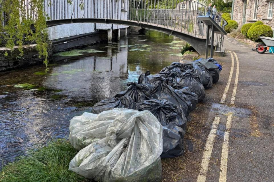 Volunteers Clear Dangerous River Plants in Cartmel