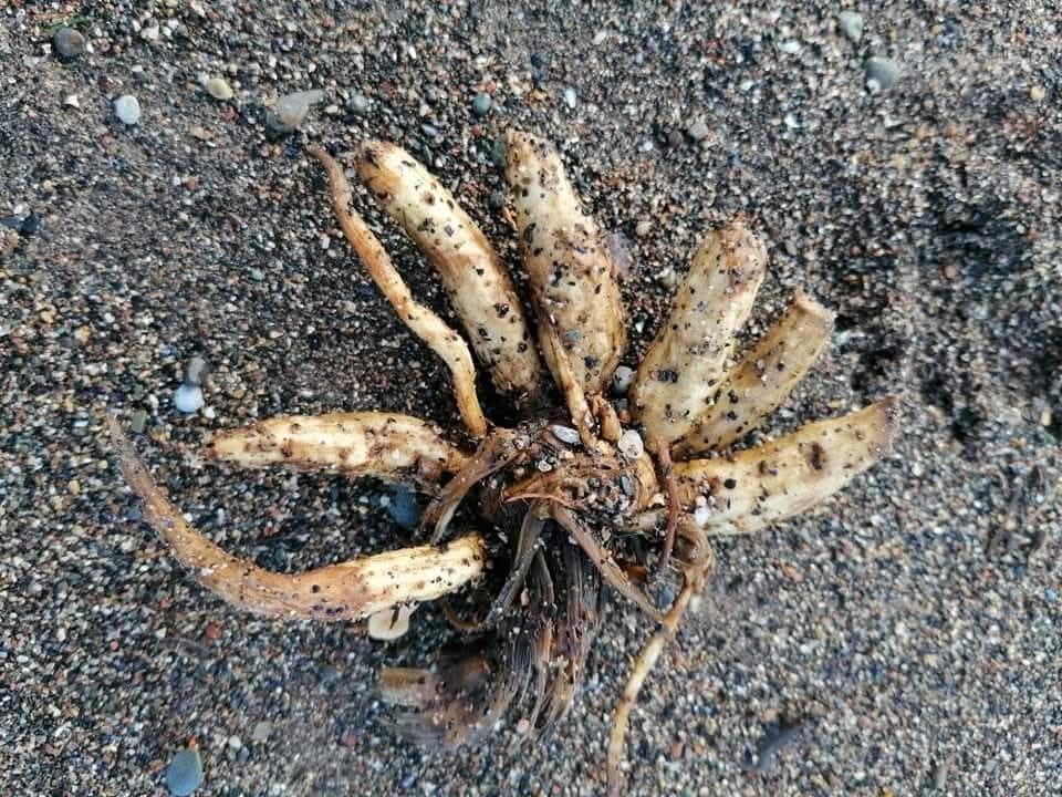 Warning Issued After Toxic Plant Washes Up on Cumbrian Beach