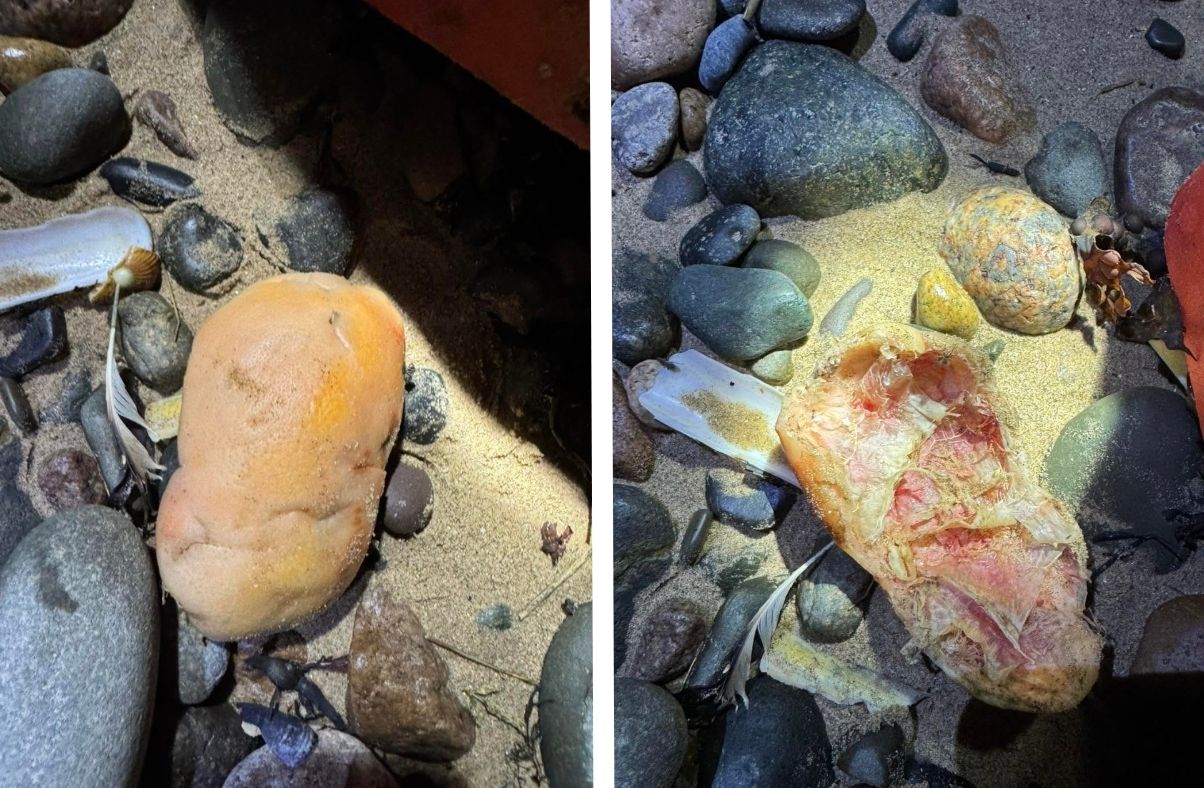 Washed-Up ‘Knee Cap’ On Cumbrian Beach Turns Out To Be Sea Potato.