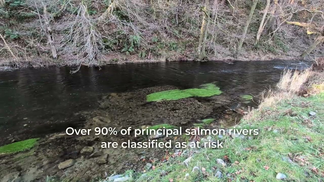 WATCH: Atlantic salmon spawn in restored West Cumbrian river for first time