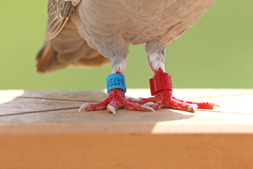 West Cumberland Federation becomes part of Derwent Valley pigeon racing body